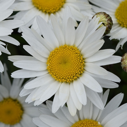 Picture of Chrysanthemum - Leucanthemum Superbum Madonna F1